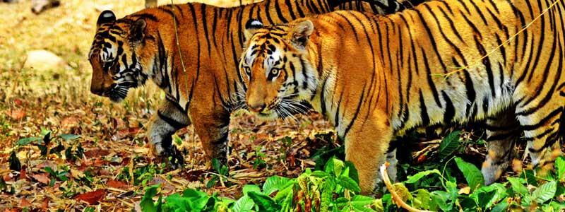 Places to Visit Bannerghatta National Park, Bangalore