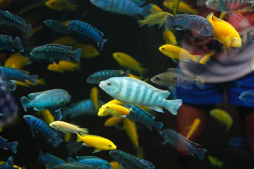 Bangalore Aquarium at Cubbon Park - Bangalore Tourism 2022