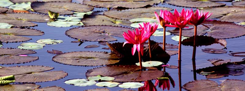 Places to Visit Lal Bagh Botanical Garden, Bangalore