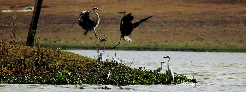 Thippagondanahalli Reservoir, Bangalore Tourist Attraction