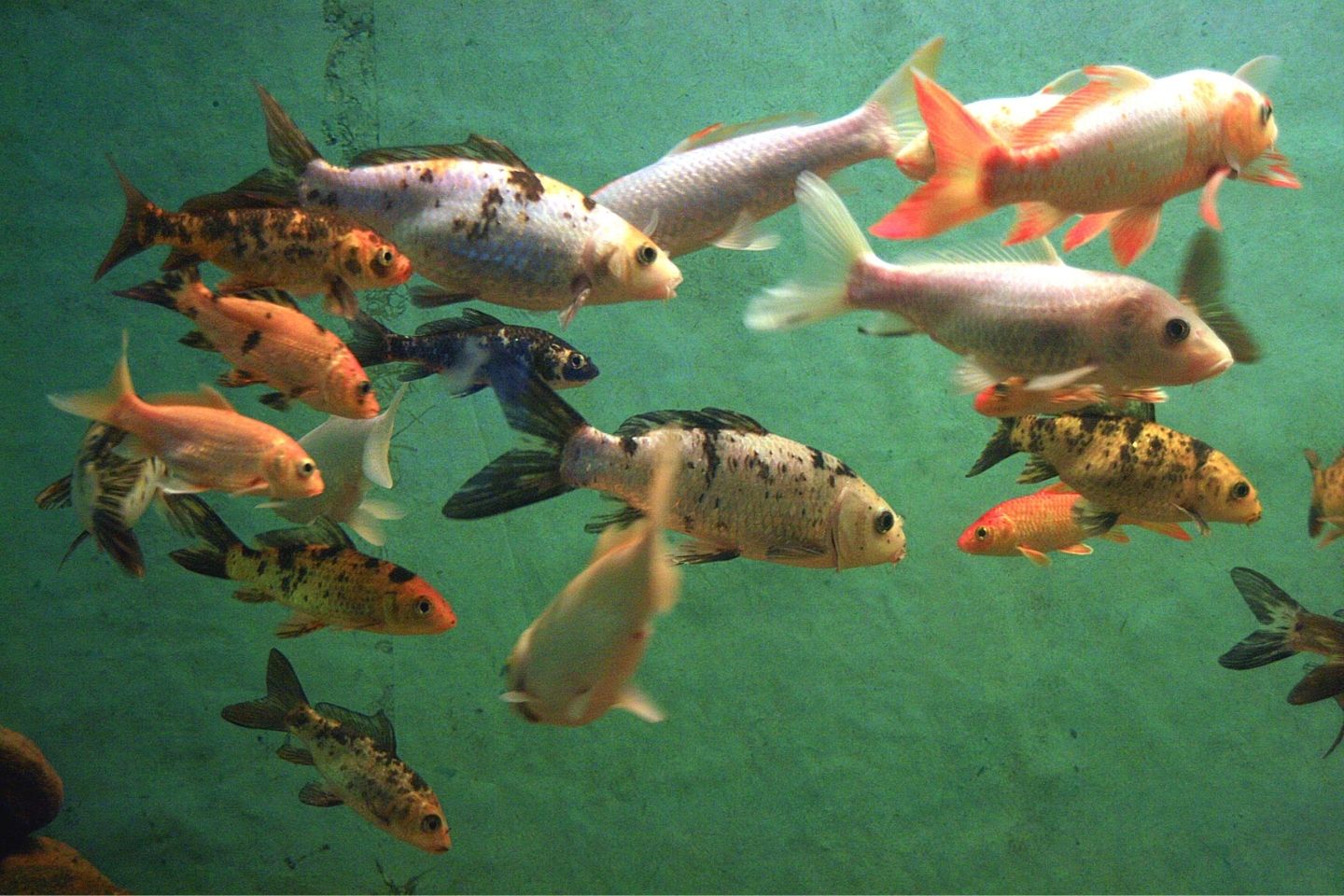 Bangalore Aquarium, Bangalore Tourist Attraction