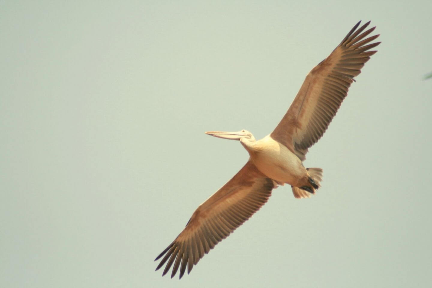 Kokkare Bellur Bird Sanctuary near Bangalore within 100 km to visit with Friends