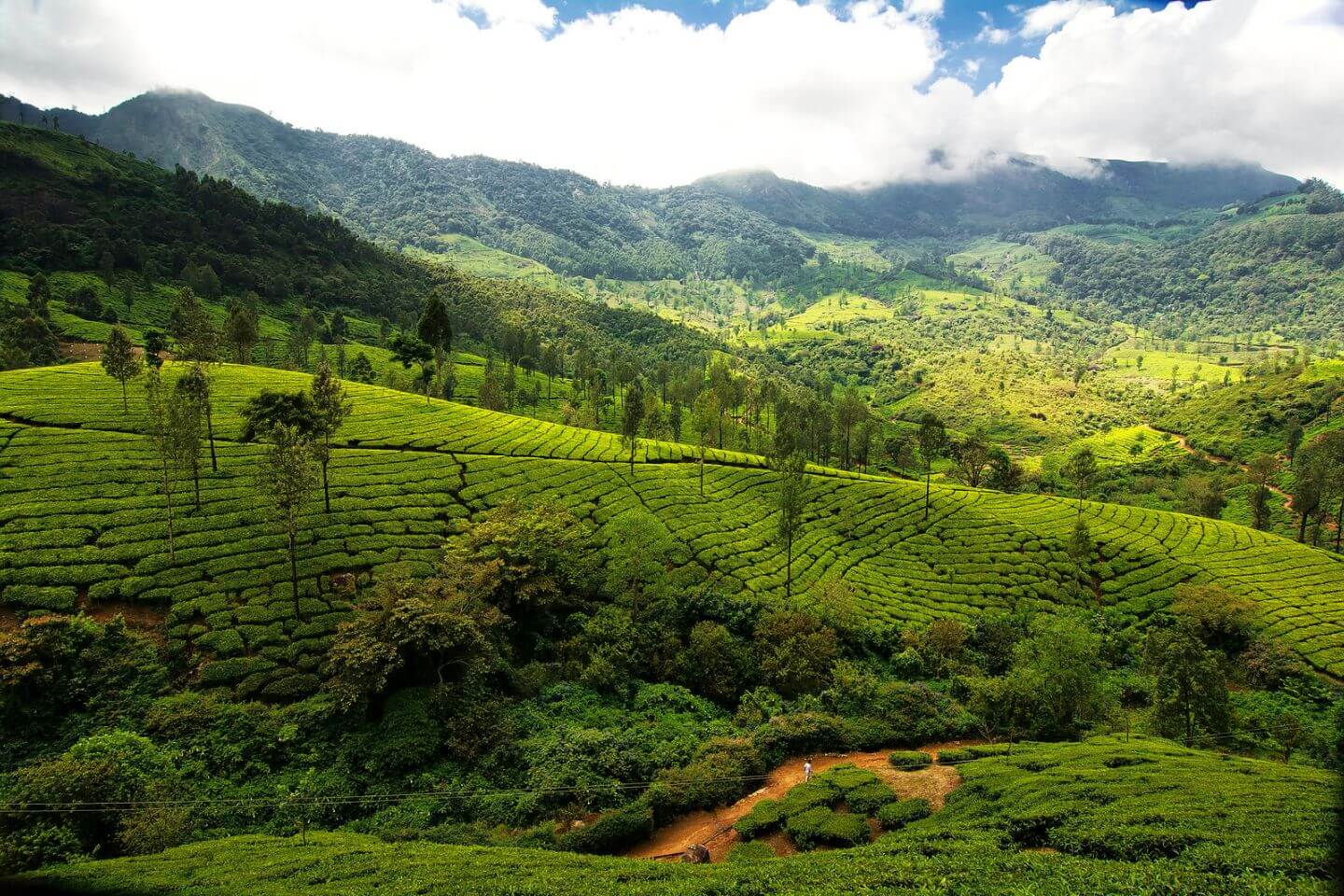 wayanad munnar tour package from bangalore