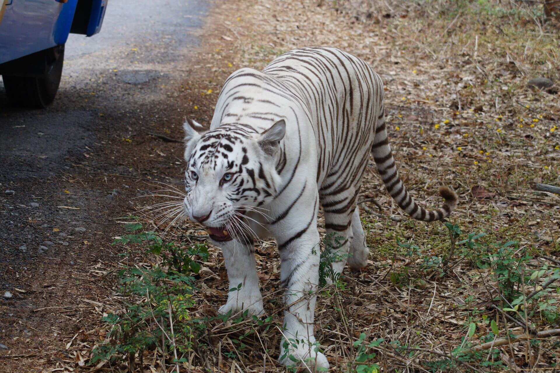 Bannerghatta National Park, Bangalore