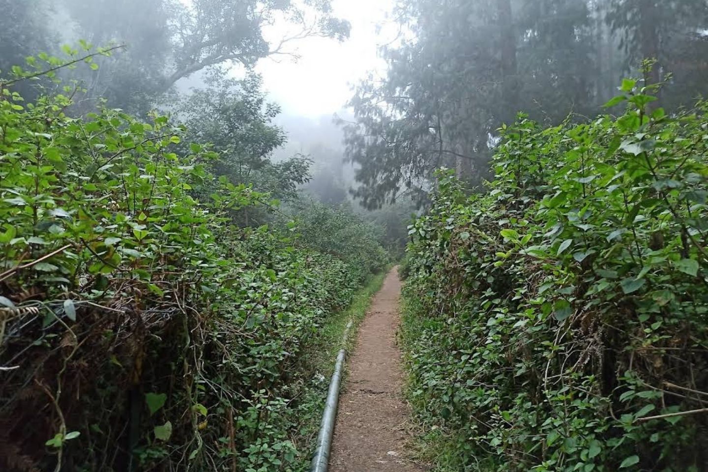Bear Shola Falls, Kodaikanal