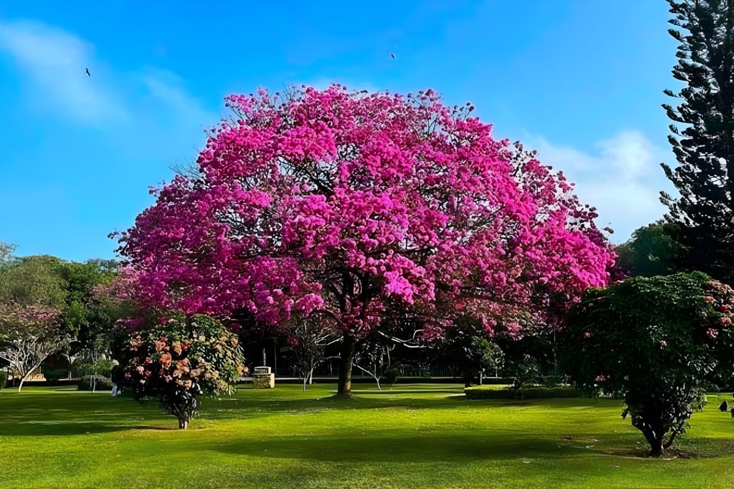 Cubbon Park Bangalore