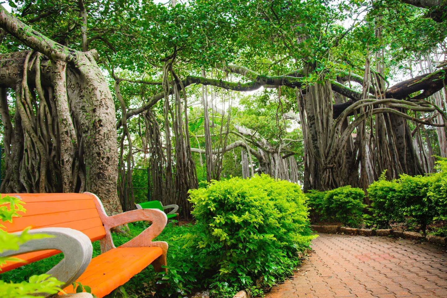 Big Banyan Tree, Bangalore