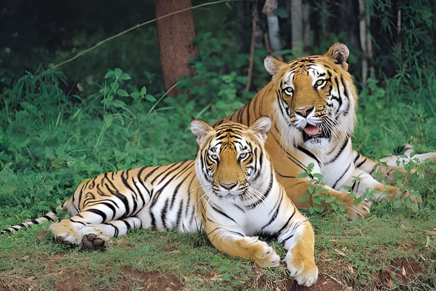 Bannerghatta National Park