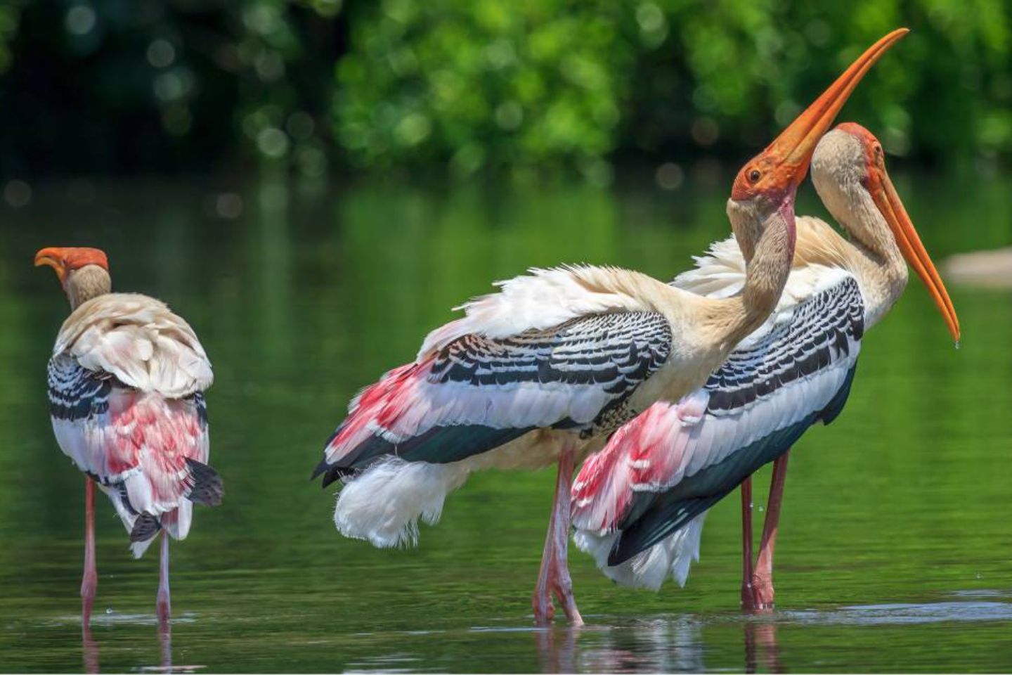 Kokkare Bellur Bird Sanctuary