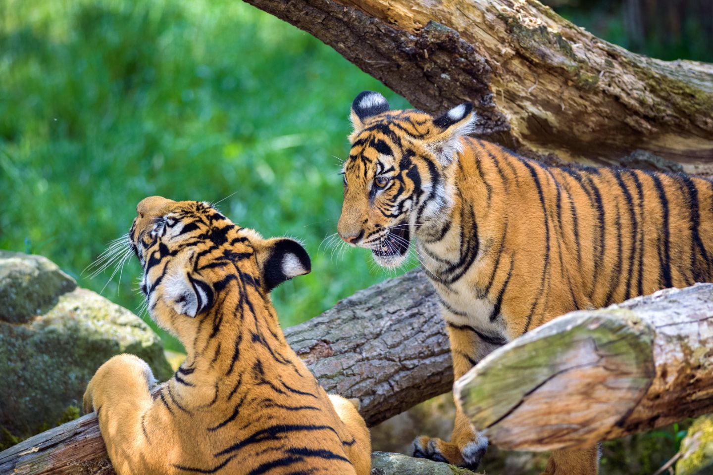 Bhadra Wildlife Sanctuary | 286 km from Bangalore