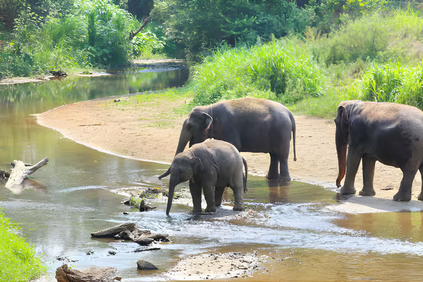 Elephant Valley | 462 km from Bangalore