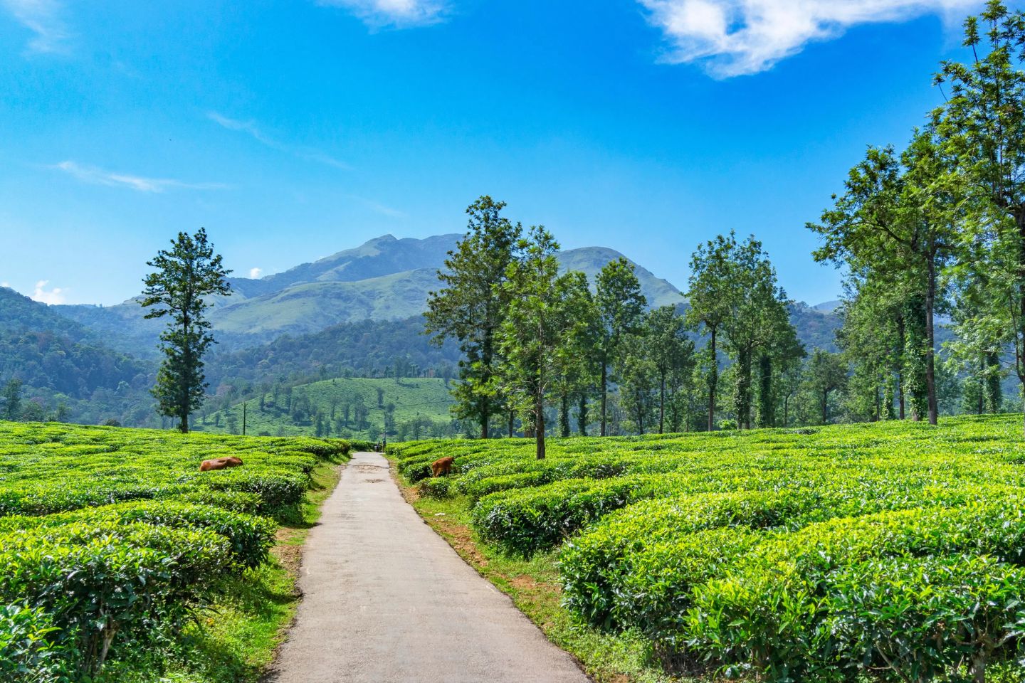 Madikeri | Weekend Getaway Break from Bangalore