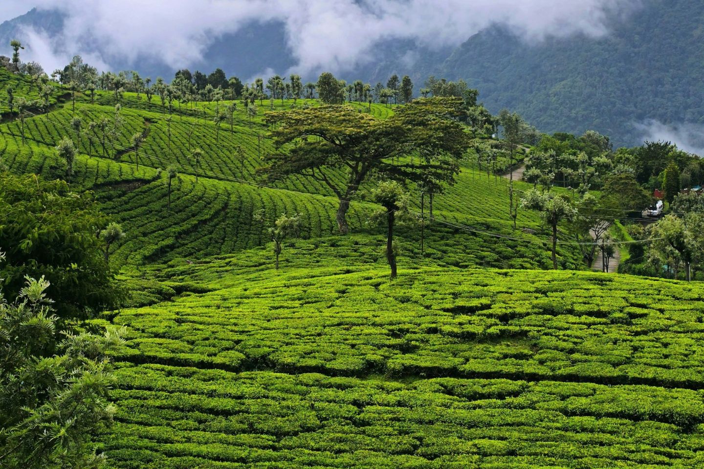 5 Days Peaceful Bangalore Mysore Ooty Coonoor Tour Package