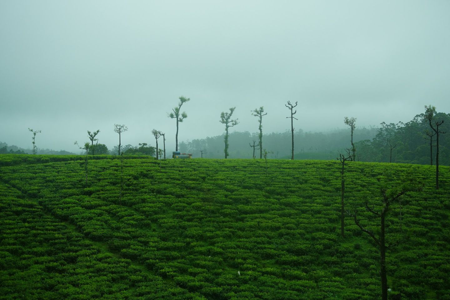 4 Days Serene Bangalore Ooty Tour Package