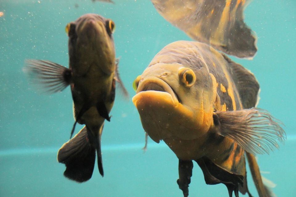 Bangalore Aquarium at Cubbon Park Bangalore Tourism