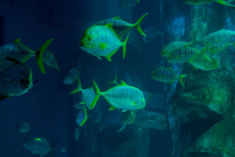 Bangalore Aquarium at Cubbon Park Bangalore Tourism