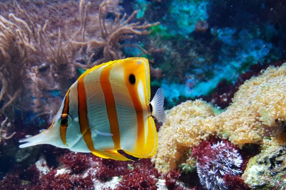 Bangalore Aquarium at Cubbon Park Bangalore Tourism